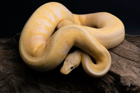 yellow ball python